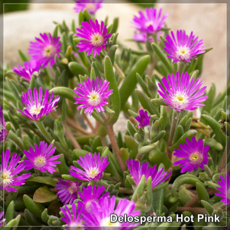 Delosperma Hot Pink