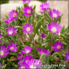 Delosperma Hot Pink