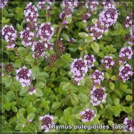 Thymus Tabor