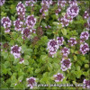 Cimbrisor - Thymus Tabor