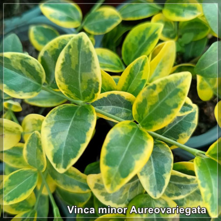 Vinca minor Aureovariegata