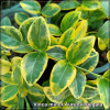Vinca minor Aureovariegata