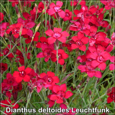 Dianthus deltoides Leuchtfunk