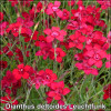Garofite de stanci (Dianthus deltoides Leuchtfunk)