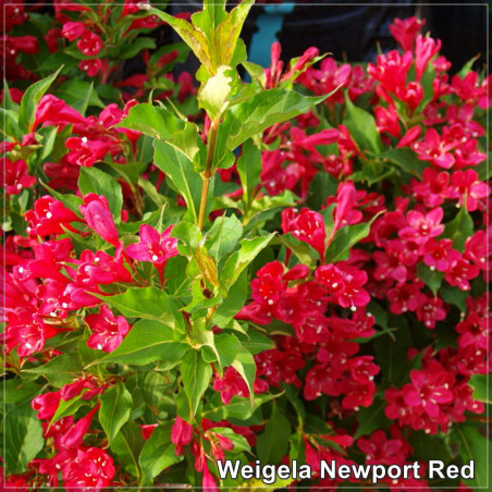 Weigela Newport Red