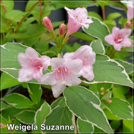 Weigela Suzanne