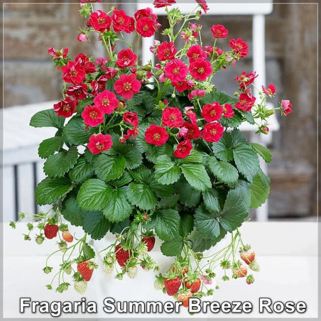 Fragaria Summer Breeze Rose