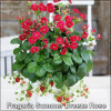 Capsuni remontanti (Fragaria Summer Breeze Rose)