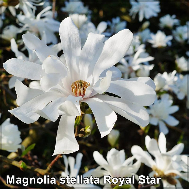Magnolia stellata Royal Star