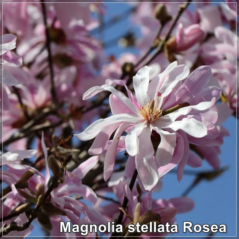 Magnolia stellata Rosea