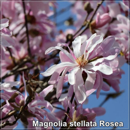 Magnolia stellata Rosea