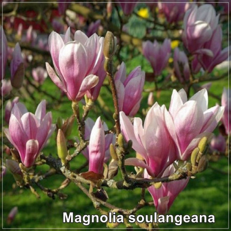 Magnolia soulangeana