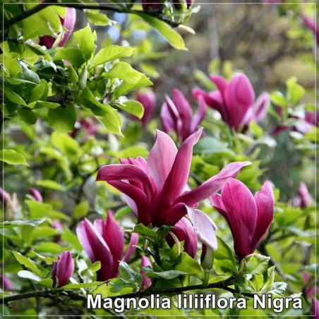 Magnolia liliiflora Nigra