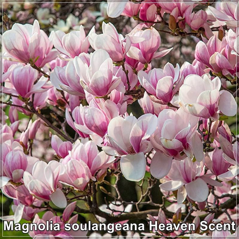 Magnolia Heaven Scent