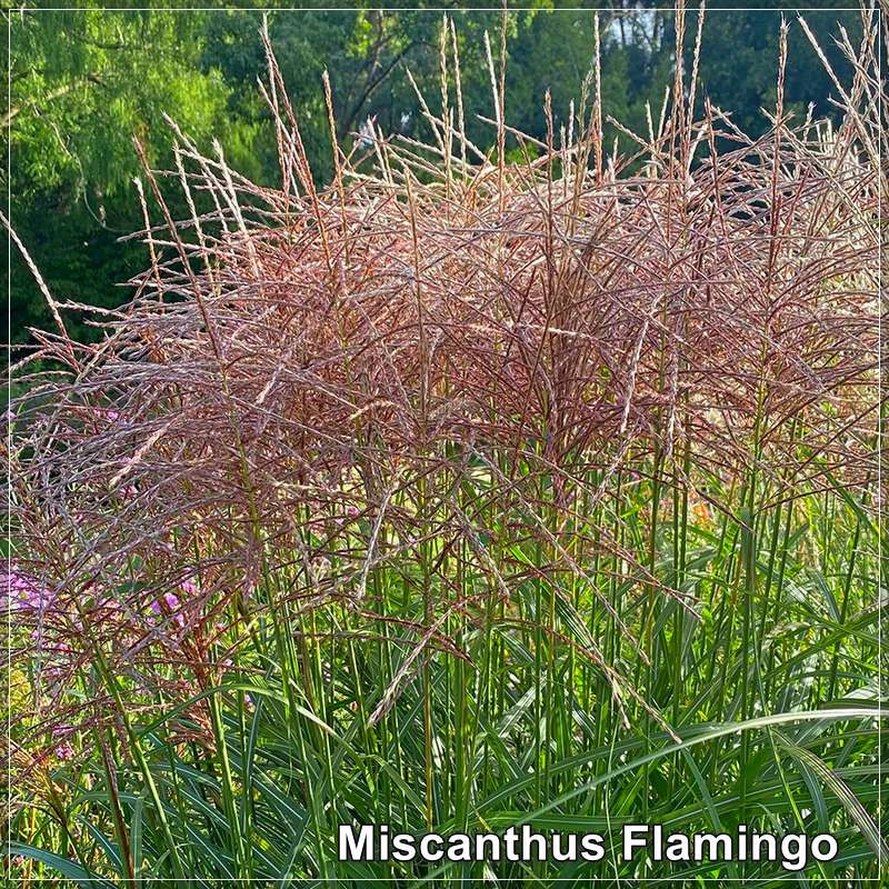 Miscanthus Flamingo