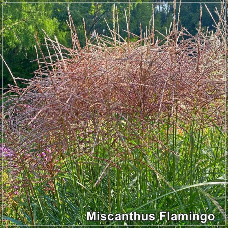 Miscanthus Flamingo
