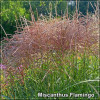 Miscanthus Flamingo