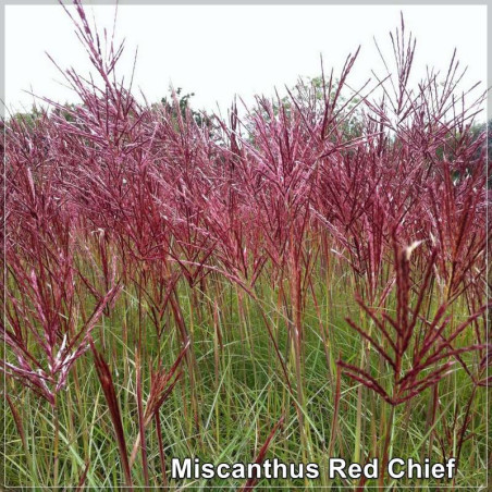 Miscanthus Red Chief