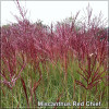 Miscanthus Red Chief