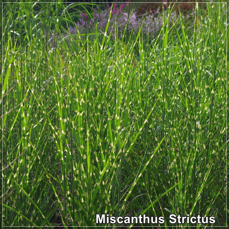 Miscanthus Strictus