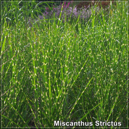 Miscanthus Strictus