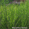 Miscanthus Strictus