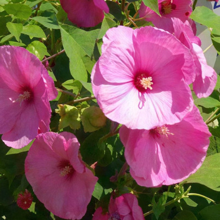Hibiscus Fantasia