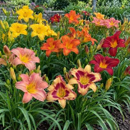Pachet Hemerocallis