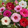 hibiscus pachet 4 plante