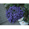 Campanula poscharskyana