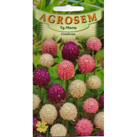 Gomfrena - Gomphrena globosa