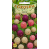 Gomfrena - Gomphrena globosa