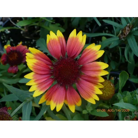 Gaillardia aristata "Arizona Sun"