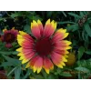 Fluturasi (Gaillardia Arizona Sun)