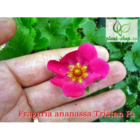 Fragaria ananassa Tristan F1