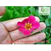 Capsuni remontanti (Fragaria Tristan F1)
