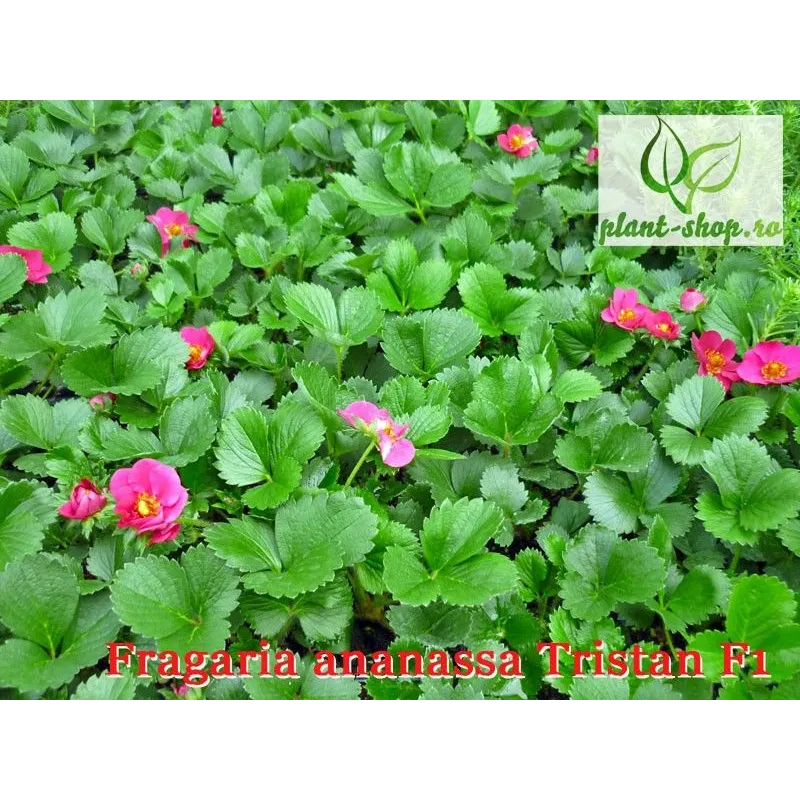 Fragaria ananassa Tristan F1