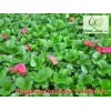 Fragaria ananassa Tristan F1