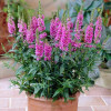 Lythrum salicaria Robert