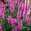 Lythrum salicaria Robert