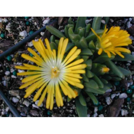 Delosperma congestum Yellow G-9