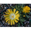 Delosperma congestum Yellow G-9