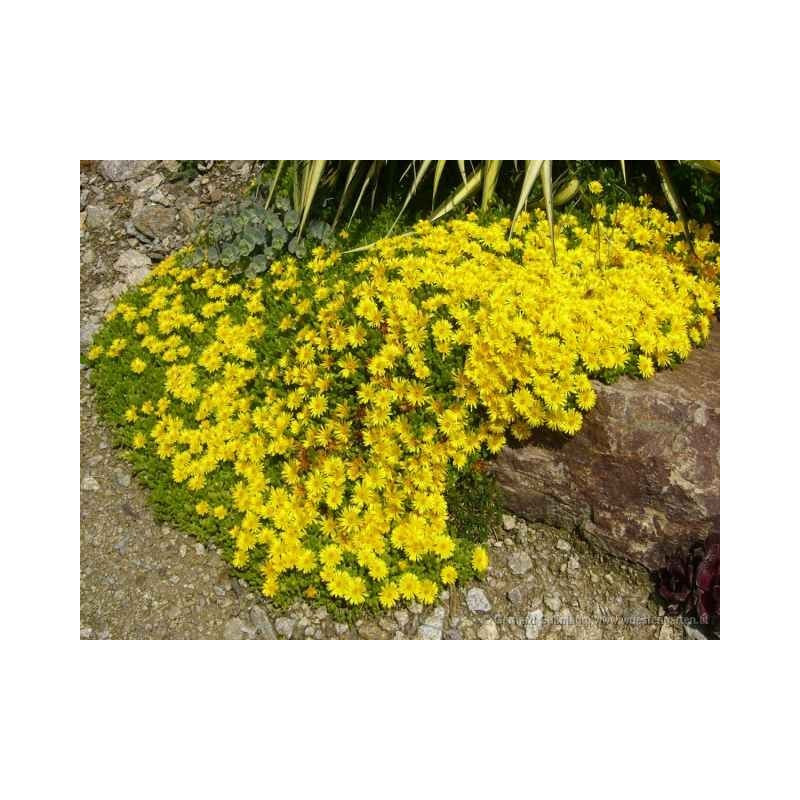 Delosperma congestum Yellow G-9