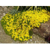 Delosperma congestum Yellow G-9