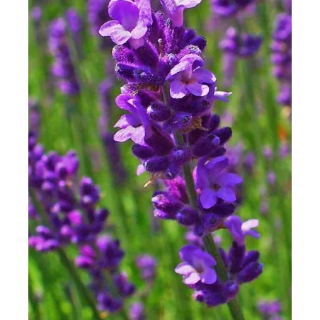 Lavandula angustifolia Munstead G-9