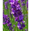 Lavandula angustifolia Munstead G-9
