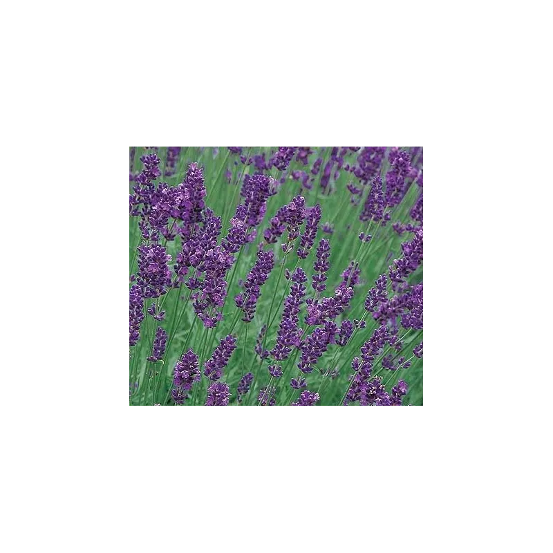 Lavandula angustifolia Munstead G-9
