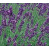 Lavandula angustifolia Munstead G-9