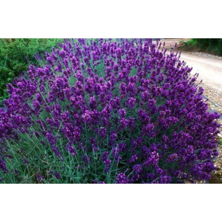 Lavandula angustifolia Hidcote