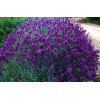 Lavanda (Lavandula Hidcote)
